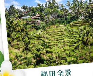 巴厘岛德格拉朗梯田层层叠叠的稻田全景